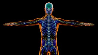 illustration of a skeleton with the nervous system highlighted